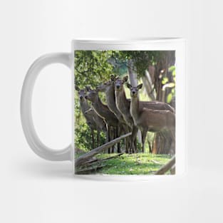 A herd of deer Mug